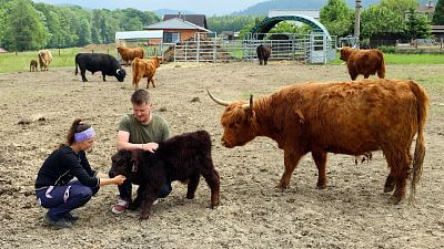 Smart Farm fencee Cloud on the Highland Vels Farm