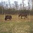 Electric fence net for horse, height 170 cm, length 25 m